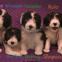 Bearded Collie Puppies from Bodacious Beardies