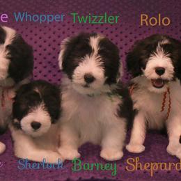 Bearded Collie Puppies from Bodacious Beardies