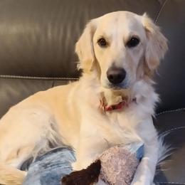 RILEY - Golden Retriever