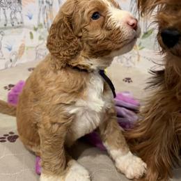 Skipper - Caramel red male Australian Labradoodle puppy in Alamo, Texas from QuiSal Labradoodles