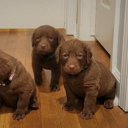Chesapeake Bay Retriever Puppies from Shore Acres Chesapeakes