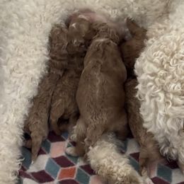 Goldendoodles from Hillside Paws