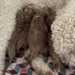 Goldendoodles from Hillside Paws