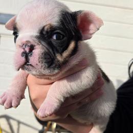 Poe - Chocolate tri-color male Bulldog puppy in Perris, California from Ohana_626_kennels