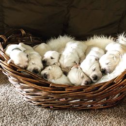 Golden Retriever Puppies from Montana Puppies