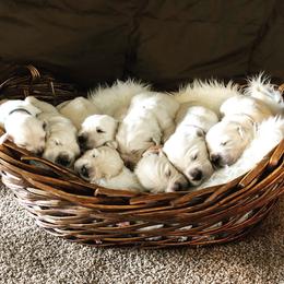Golden Retriever Puppies from Montana Puppies