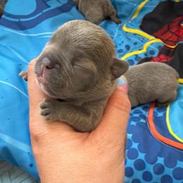 Lilac girl 2 - Blue female French Bulldog puppy in Pennsylvania from R & C French Bulldogs