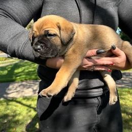 Cane Corso Puppies from PNW Cane Corsos