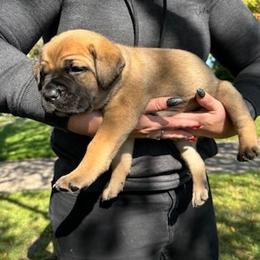 Cane Corso Puppies from PNW Cane Corsos