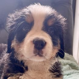Yellow Girl - Black rust and white Bernese Mountain Dog puppy in Fitzgerald, Georgia from Southern Charm Bernese