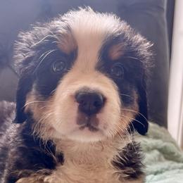 Yellow Girl - Black rust and white Bernese Mountain Dog puppy in Fitzgerald, Georgia from Southern Charm Bernese
