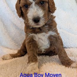 Boy 4 - Red  male Poodle puppy in Silverton, Oregon from Rambler Goldens