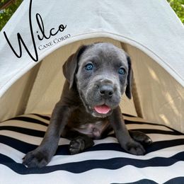 Boy 1 - Gray male Cane Corso puppy in Florence, Texas from Wilco Cane Corso