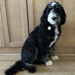 Lola - Bernedoodle