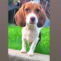 Hunter - Red and white male Beagle puppy in Rose Bud, Arkansas from Rajun Cajun Kennels