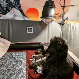 Poodle Puppies from Natasha Preston