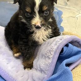 Sam - Black tri male Toy Australian Shepherd puppy in Ambrose, Georgia from Brandilyn's Aussies