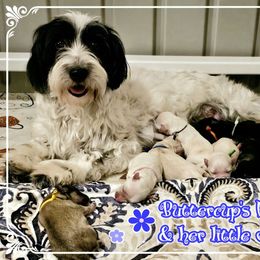 Annie - Coton de Tulear