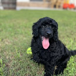 Poodle Puppies from Boon Hill Poodles