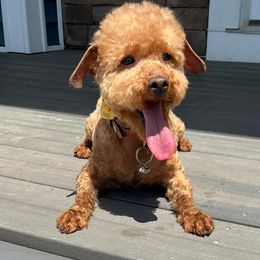 Poodles, Yorkipoos, and Yorkshire Terriers from All My Pooches
