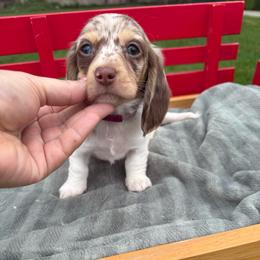 Dapple longhair female - Chocolate and cream female Dachshund puppy in Manteca, California from Sweet and Low Dachshunds