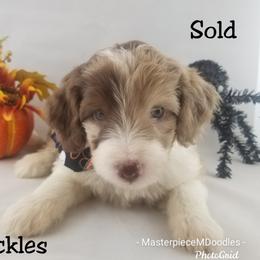 Aussiedoodle, Old English Sheepdog, Poodle, and Sheepadoodle Puppies from Iowa's Doodle Co.