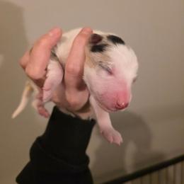 Boy 2 - Blue merle male Border Collie puppy in Richmond, Maine from Lil Maine Border Collies