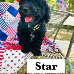 Goldendoodle Puppies from Magnolia Mini Goldendoodles