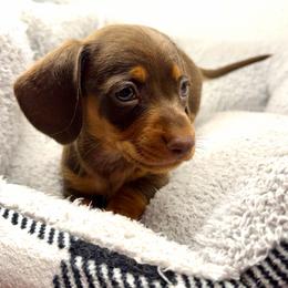 AKC Pluto - Chocolate and tan male Dachshund puppy in Laveen, Arizona from Acosta Kennel