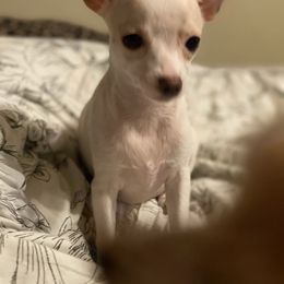 Chihuahua Puppies from Pittsburgh Paw Prints