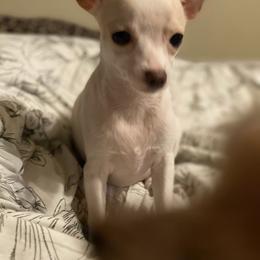 Chihuahua Puppies from Pittsburgh Paw Prints