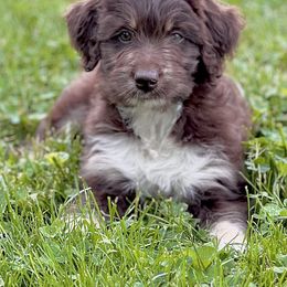 Aussiedoodle Puppies from A Dose Of Doodle