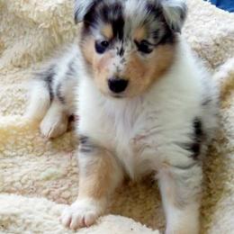 Collie Puppies from Thorndale Collies
