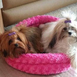 Havanese Puppies from SunWyst Havanese