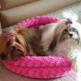 Havanese Puppies from SunWyst Havanese