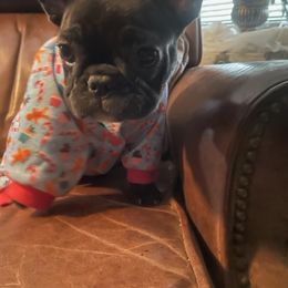 Girl 1 - Brindle and white French Bulldog puppy in Tennessee from Running With the Bullies