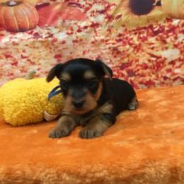Boy blue - Black and tan male Yorkshire Terrier puppy in Lincolnton Ga, Georgia from Mary Yorkies in Ga