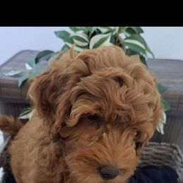 Goldendoodle Puppies from Abidoodles Florida