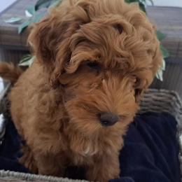 Goldendoodle Puppies from Abidoodles Florida