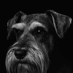 Ripp - Miniature Schnauzer