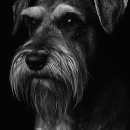 Ripp - Miniature Schnauzer