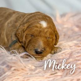 Mickey - Red  male Goldendoodle puppy in Fort Collins, Colorado from Front Range Family Doodles