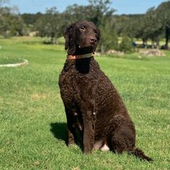Nellie - Curly-Coated Retriever