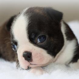 Doc - Seal brindle and white male Boston Terrier puppy in Winnsboro, Texas from JP Ranch Bulldogs