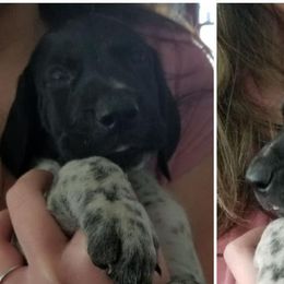 German Shorthaired Pointers from Foot Hunter Kennel