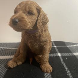 Goldendoodle Puppies from Goldendoodles of Maryland