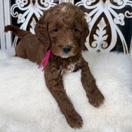 Goldendoodle and Poodle Puppies from Northern Heart Standards