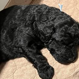Aussiedoodle Puppies from Happy Hippy Doodles