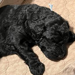 Aussiedoodle Puppies from Happy Hippy Doodles