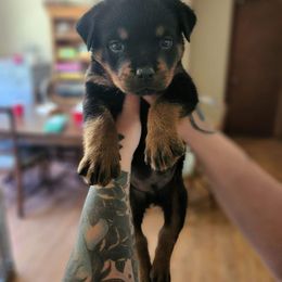 Rottweiler Puppies from Von Insel Zu Berg Rottweilers